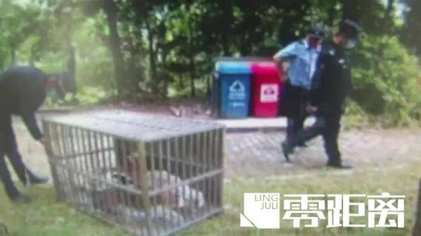 #兔肉#不犯法！，查处！男子诱捕流浪猫卖给饭店当兔肉：它们没主人