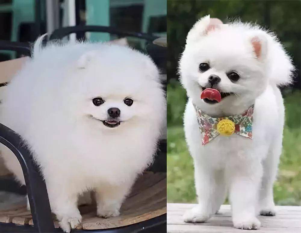 小型犬真的不能胖啊!一胖就成了.
