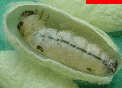 长春新区高新一实验悦科学探秘蚕一黄的成长之旅