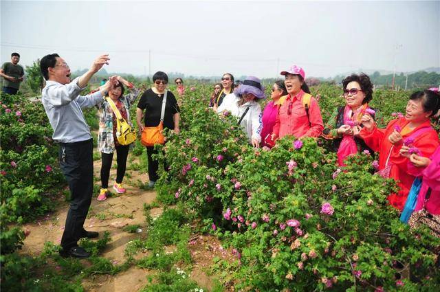 观赏地点 平阴县玫瑰镇,平阴县玫瑰花研究所种植园[牡丹与芍药]