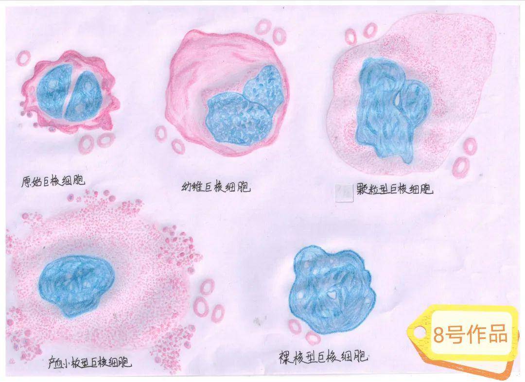 第二届骨髓细胞绘图大赛等你来投票