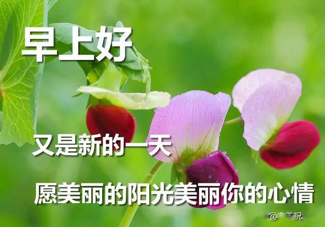 早上好动图微信表情包 最新漂亮早上好问候动态图带字