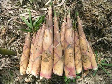 笋是什么季节的 9b8c2ceeeebd4339ab6203862e61ef64.jpeg