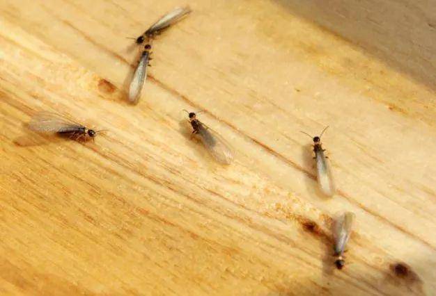 兵蚁,工蚁均分两型——大兵蚁,小兵蚁,大工蚁,小工蚁.