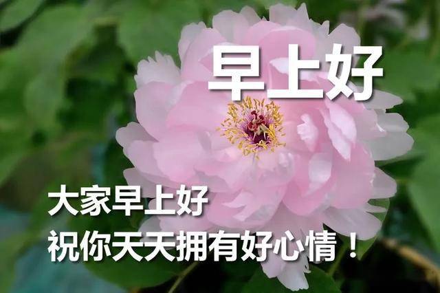 早上好动图微信表情包 最新漂亮早上好问候动态图带字