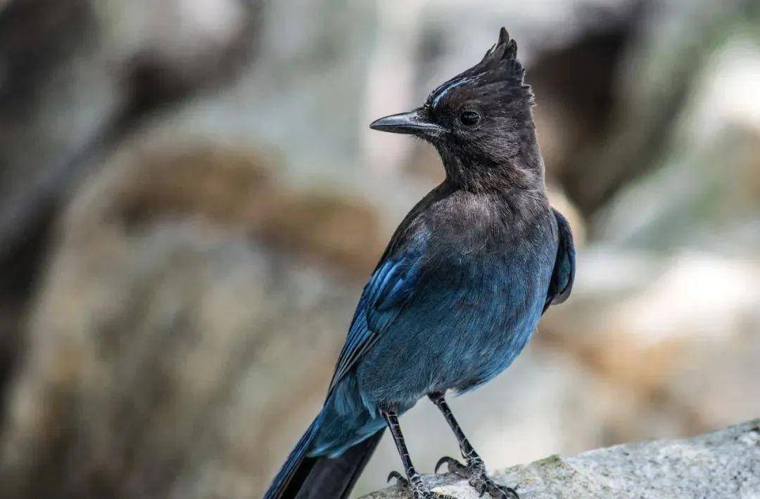 【大自然】长着"鸡冠头"的鸦科鸟类——暗冠蓝鸦