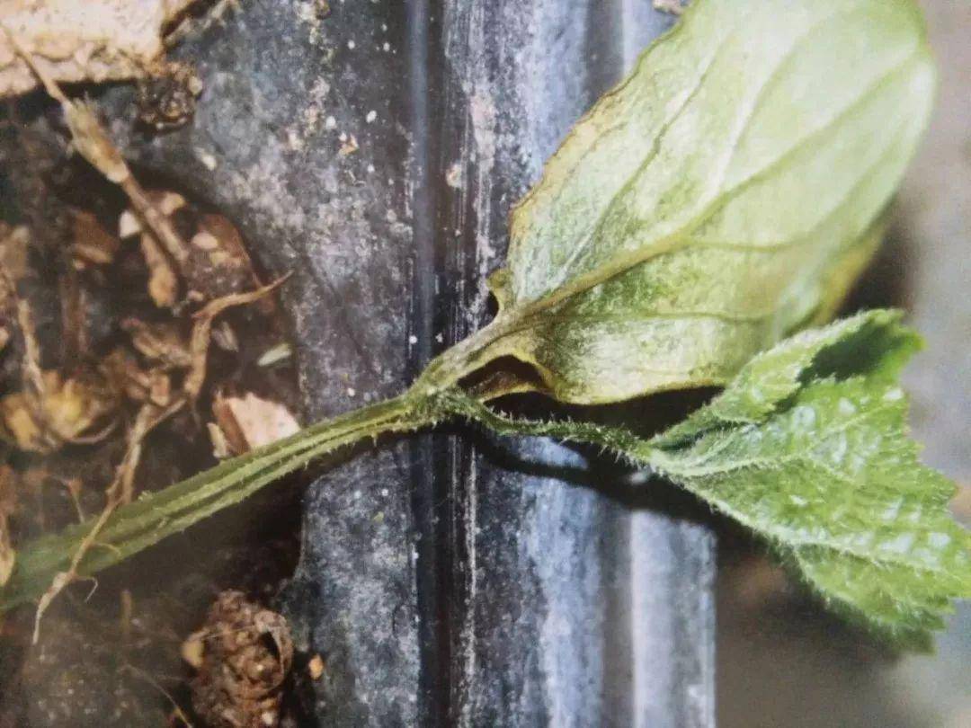 黄瓜疫病春雷霉素,氨基寡糖素,甲霜·噁霉灵,水杨菌胺,苯菌灵 福美双