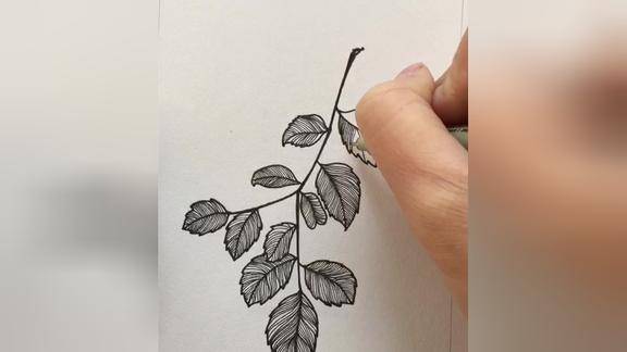 一支笔,轻松画画——黑白线条画之榉树叶
