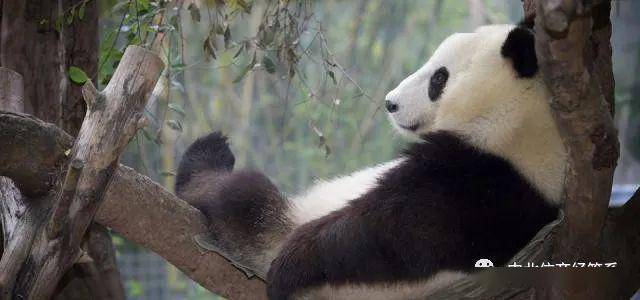 怎么介绍大熊猫 b56f5a23910b47ed92b336b4588ce6dc.jpeg