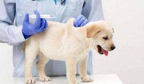 如何给狗狗做零食教程 dc7d961570af483495524e3e78c783b7.jpeg