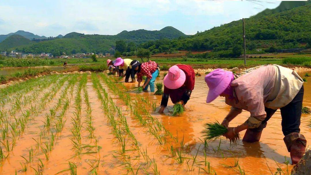 丘北105万亩水稻移栽工作有序进行