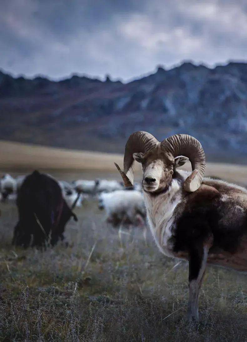 巴什拜羊是爱国人士巴什拜乔拉克巴平于1919年将野生盘羊与哈萨克羊