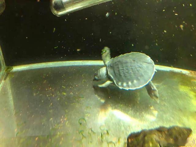 乌龟怎么留龟壳 5b0a427569fb40e193be275b887df80f.jpeg