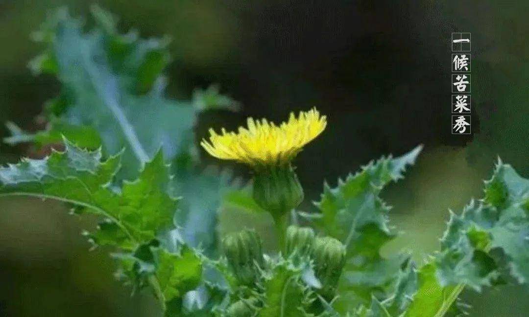 黄花散落,白絮飞舞, 随遇而安却最具韧性, 这是小满时节绝妙的风景.