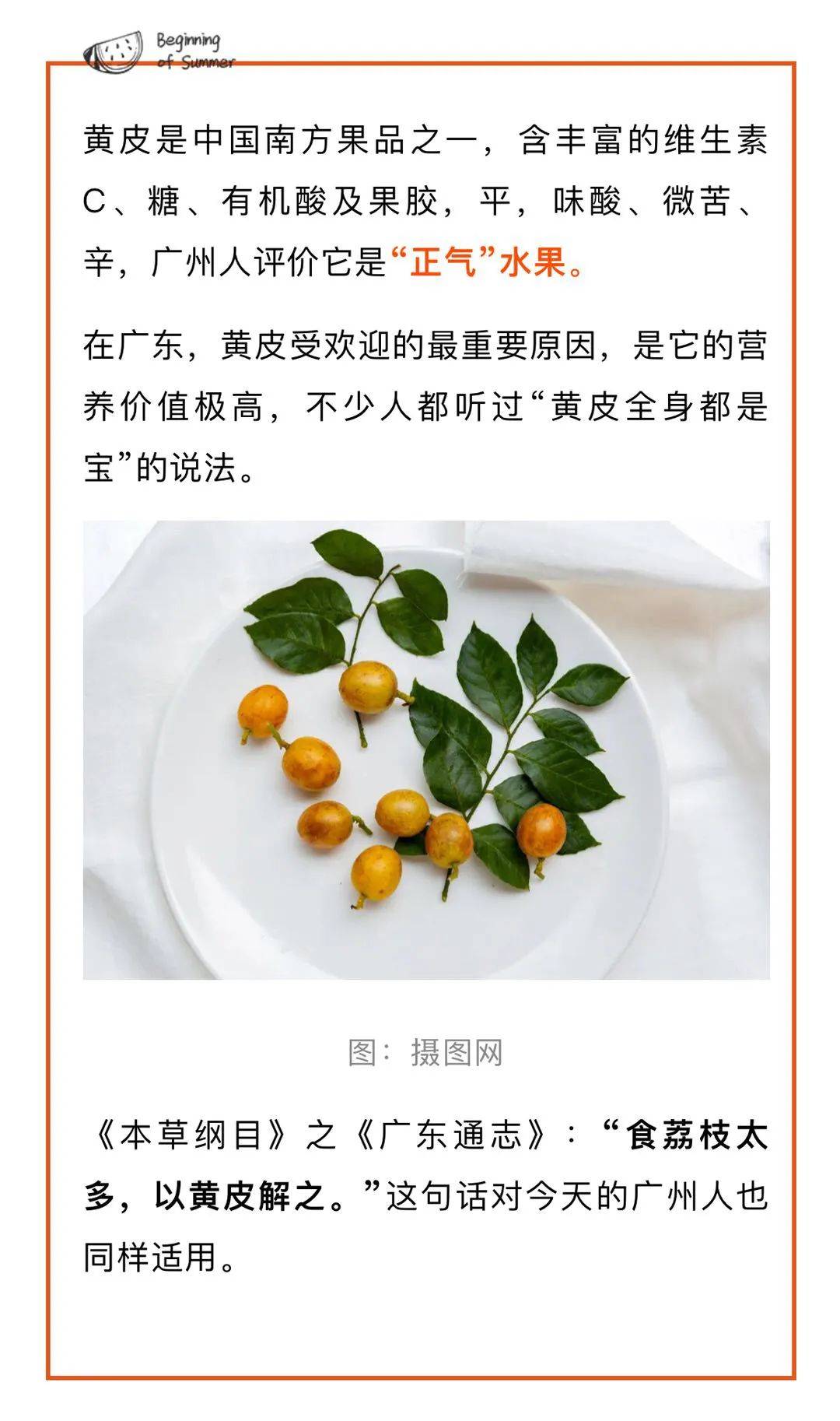 什么叫黄皮叶 e5f6fde826ee42b9859869c1c0227926.jpeg