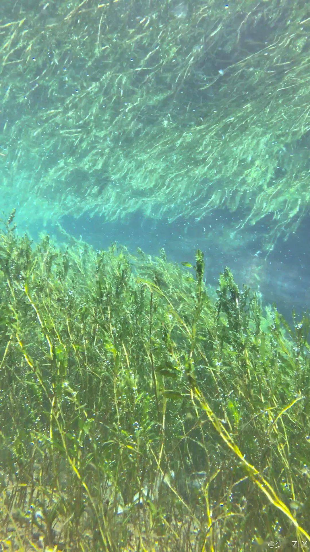 中国原生水草菹草张力弦专栏