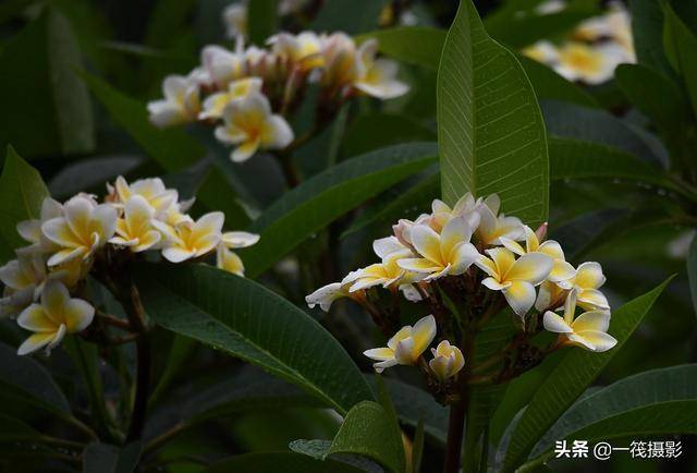 夏花(十)——鸡蛋花,别名缅栀子,蛋黄花