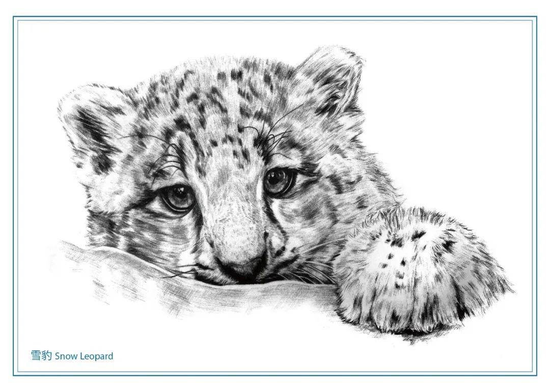 保护机构"山水自然保护中心" 公益项目的文创产品雪豹和兔狲各一只 所