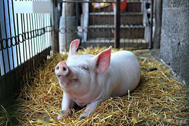 可能引起猪吃料呕吐的八种原因你知道有哪些吗?