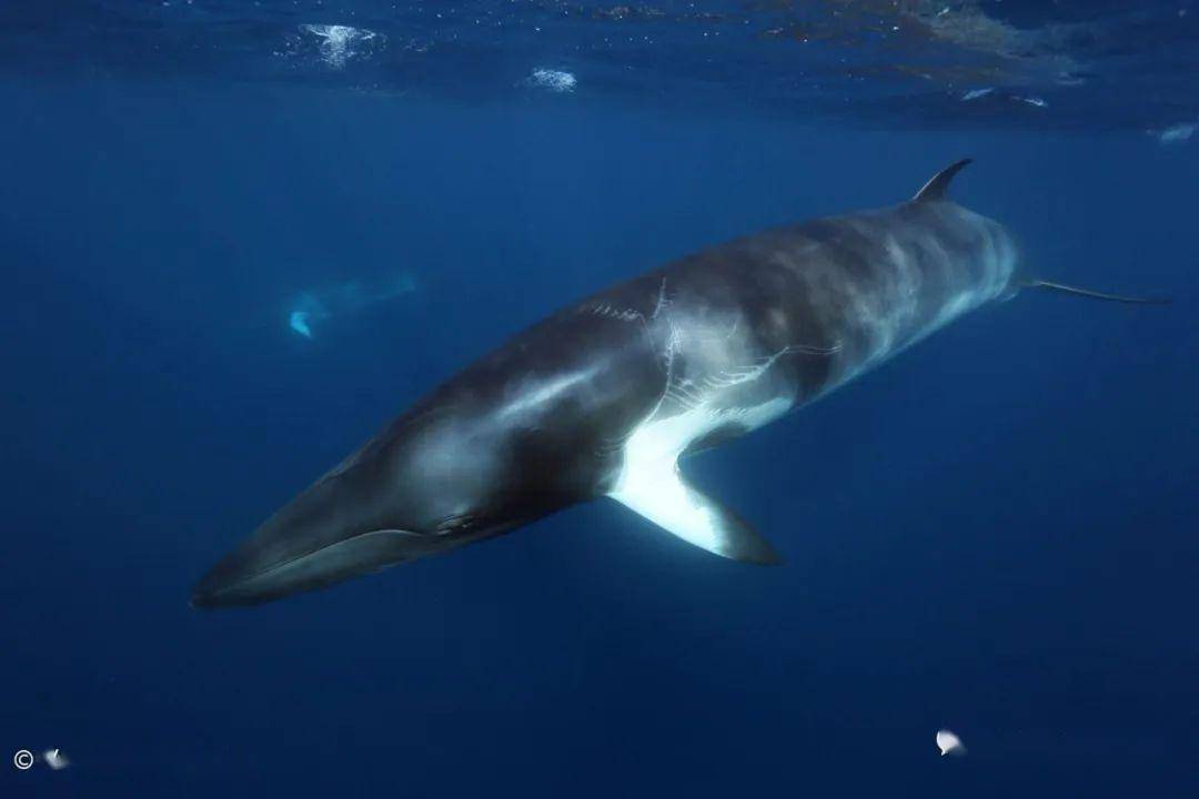 (minke whale)和长须鲸 (fin whale)的数量限制,以保证这两种鲸群可以