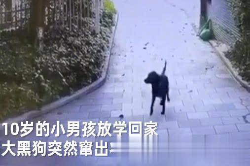 小区：被大黑狗追赶扑倒，狗主人被罚50元，10岁男孩放学回家刚进小区