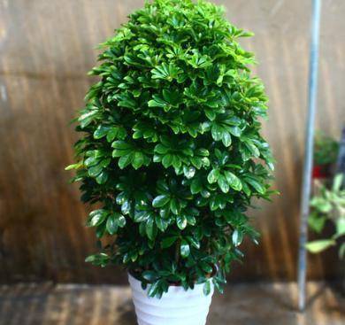 怎么才可以快速获得全部植物 59b82930cd75417ab70ff81887f7f4b5.jpeg