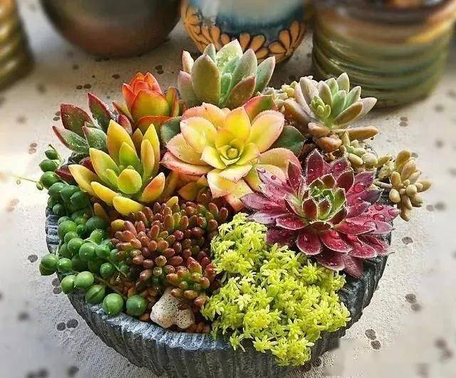 多肉怎么爆崽快 72a41568f5b542d5959b7ca384002262.jpeg