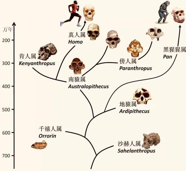 人类文明在地球上发展繁衍了数百万年,从最初的森林古猿(1500万年前)