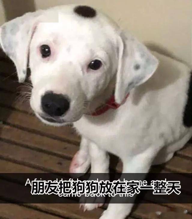 怎么自己在家给狗狗染色 bda2742872bc4a87a1a9178a94eb5f30.jpeg