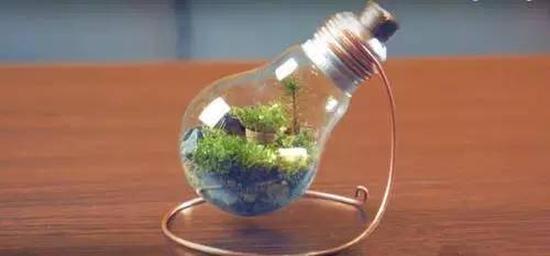 「植物」让种植成为孩子探索自然的起点！【植物角】60种植物角新玩法