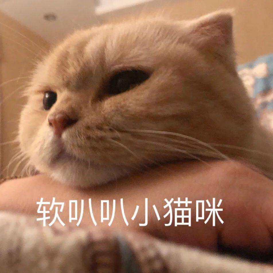 原来这只橘猫是个网红啊～～专属表情包来袭