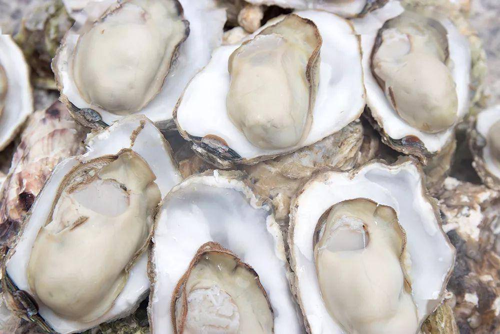 怎么吃生蚝才能起到补肾 2c490b26010a47368ee7751f199a281c.jpeg