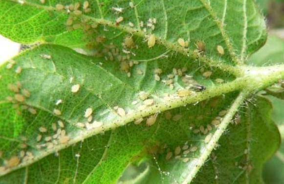 今年蚜虫爆发太厉害,15种防治蚜虫的方法,你知道多少?