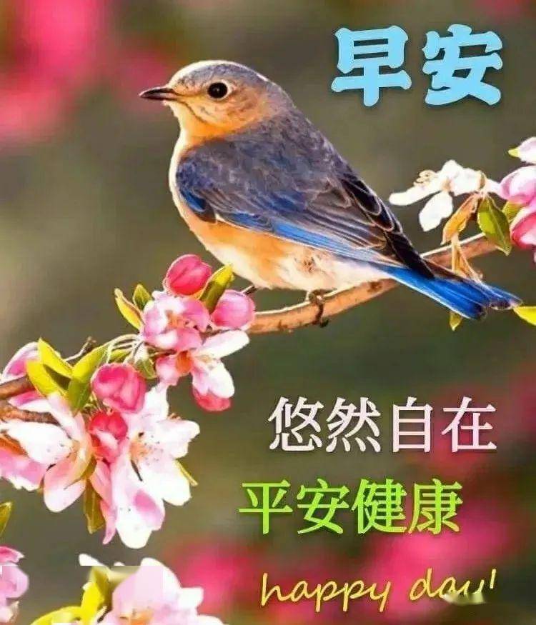 5张非常精美的鲜花早安动态图片带字带祝福语 温馨的早上好祝福语句子