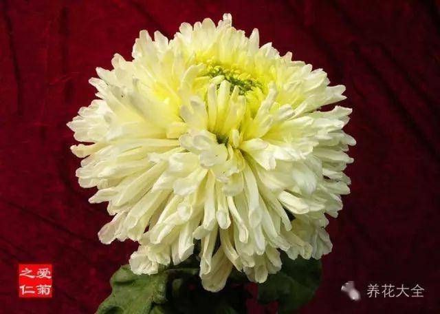 最美的花视频 素材 f12b4bd863b54ff9b786f61e28cd213f.jpeg