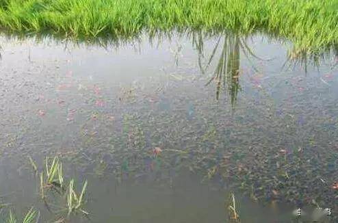 养殖小龙虾虾池进水排水有要求这些你都知道吗