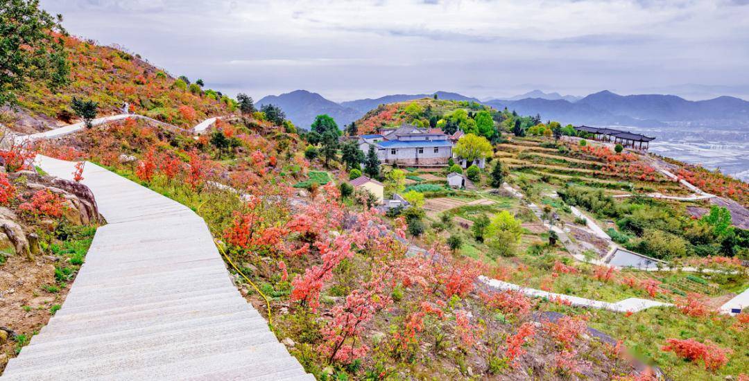 梁琳 摄也有与美丽五月有关的蔷薇花墙△大荆镇下山头村"铁定溜溜"