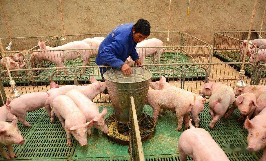 用圆形的仔猪料槽,可由铸铁,塑料和橡胶制作.
