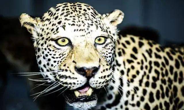 猫科动物实力排名_猫科动物大小排名图片(2)