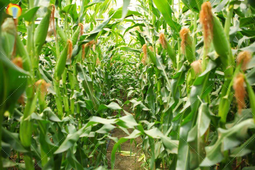 玉米作为一种绿色健康的粗粮食物 每年初夏, 松江农户的玉米地里便