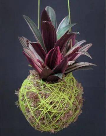 室内绿植推荐小盆 cdc78f9b1c7e4368ba7126d88d3448ca.jpeg