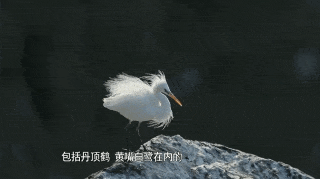 打开生物多样性之门蛇岛真正的主人
