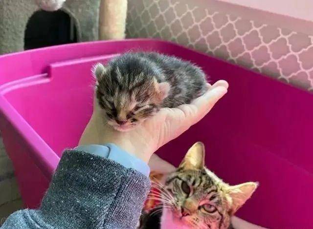 【猫咪】带回去让家猫照顾,猫咪“喜当爹”一脸不情愿,女子捡到一窝猫