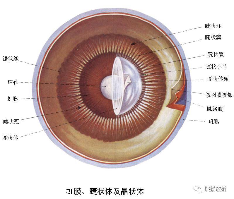 鉴别丨视网膜脱离脉络膜脱离玻璃体后脱离