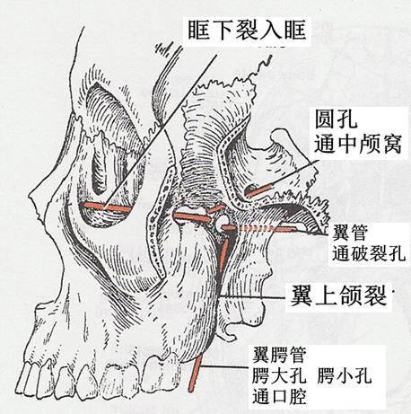 圆孔---颅中窝 后下 :腭鞘管---鼻咽 内 :蝶腭孔---鼻腔 外 :翼上颌裂