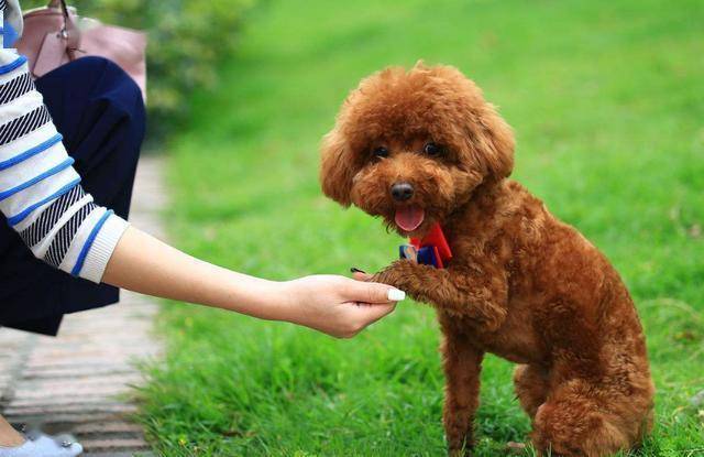 泰迪犬一生中训练的"黄金时期",一旦错过,就很难教了