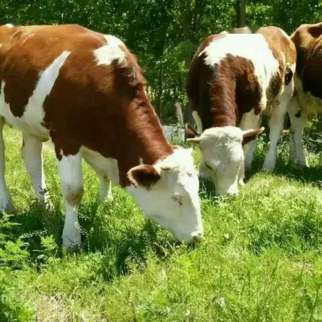 夏季养牛利用青绿饲料让牛快速生长,还要注意蚊虫给牛