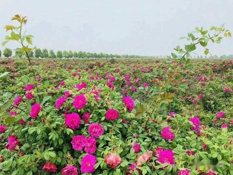 藏在玫瑰花海里的"天空之境",这回真的藏不住了!_枣阳
