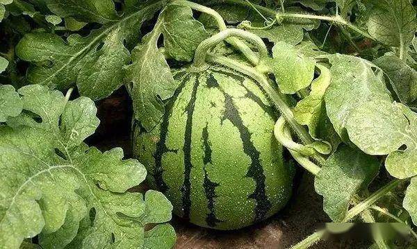 西瓜多少天开花 75c062d31ad540528e3e5fdbeb7d3ae1.jpeg