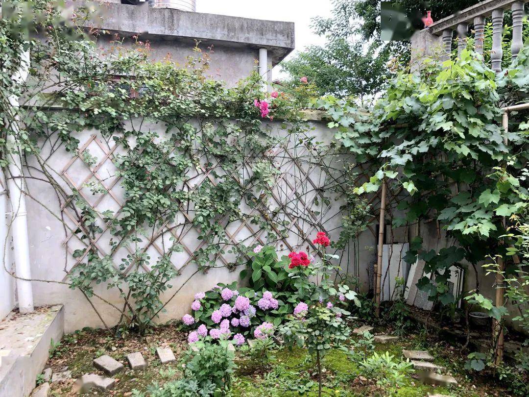 农村小院东边能种花吗风水 东边种花真会旺财？村里老人打死都不说的风水禁忌